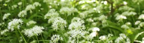 White flowers will make up the majority of the garden